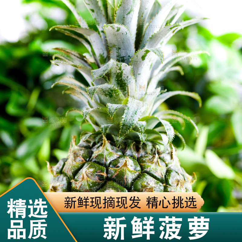 云南香水小菠萝放在白底上