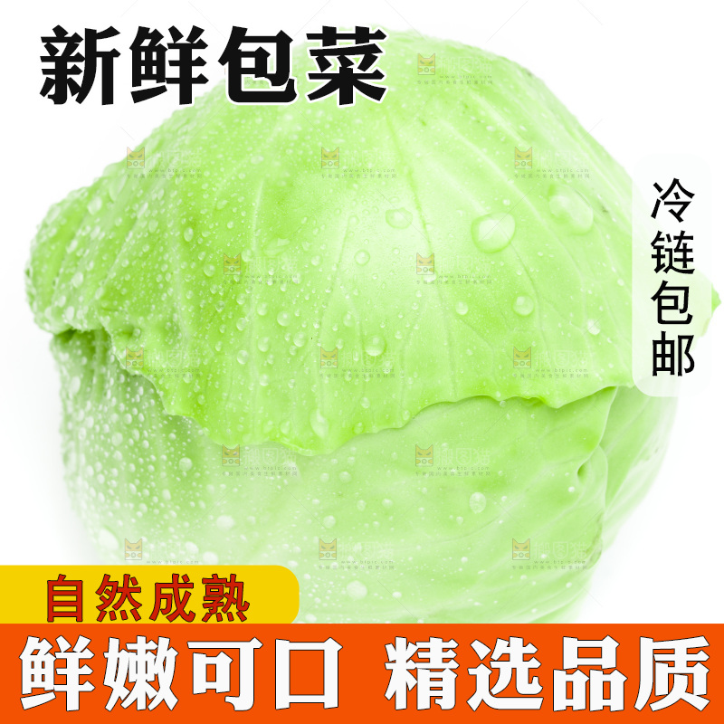 新鲜包菜放在白底上