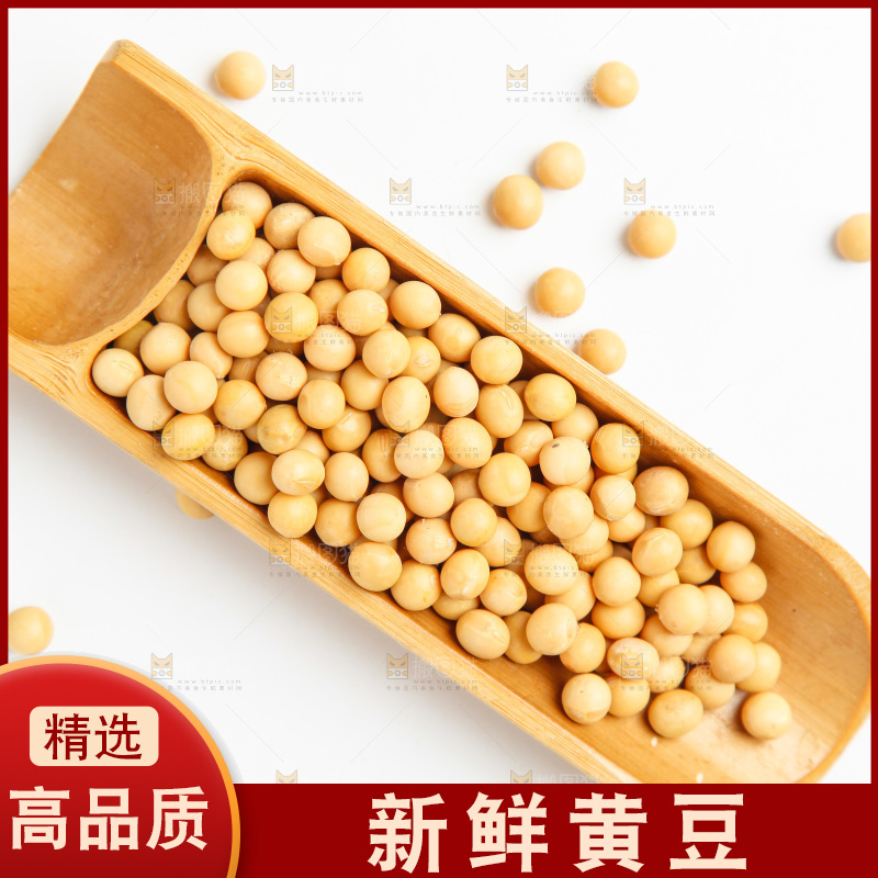 白底上的新鲜黄豆