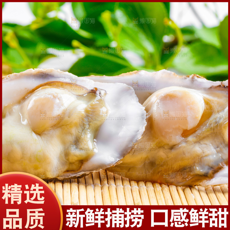 浅底上放着乳山生蚝