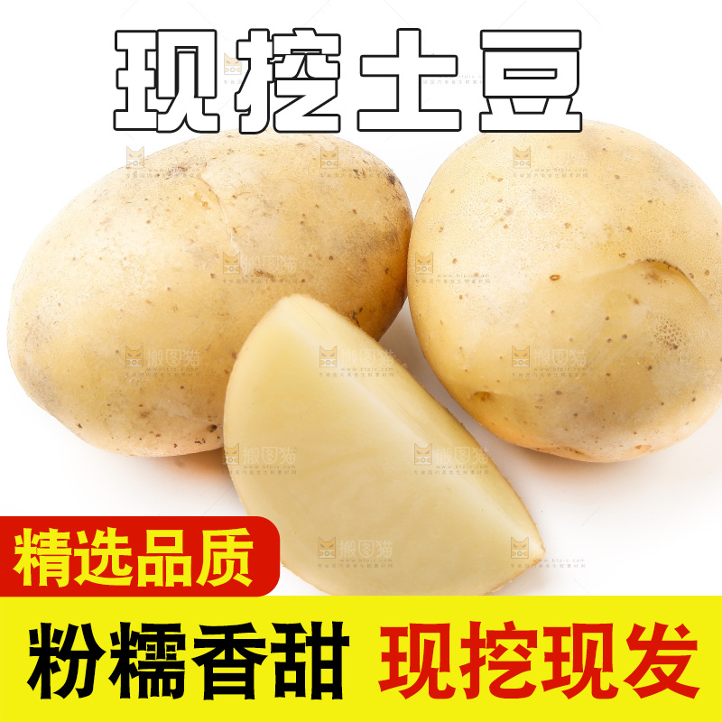 新鲜土豆放在白底上
