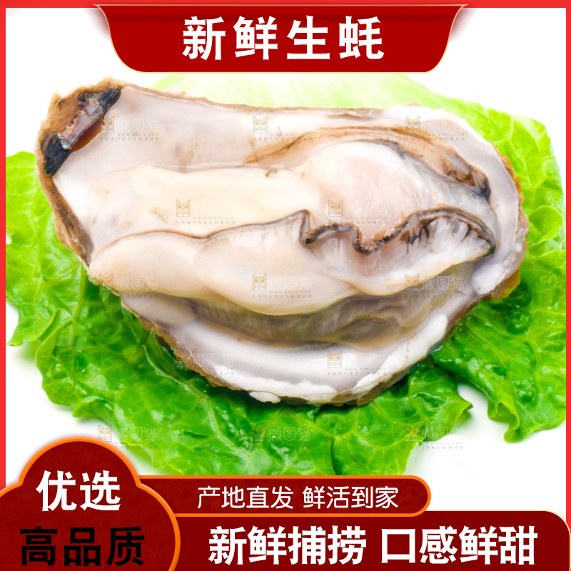 白底上放着乳山生蚝