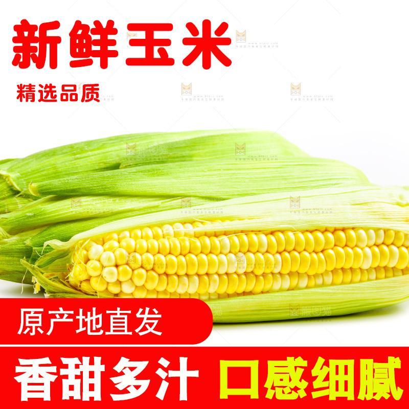 白底上放着新鲜玉米