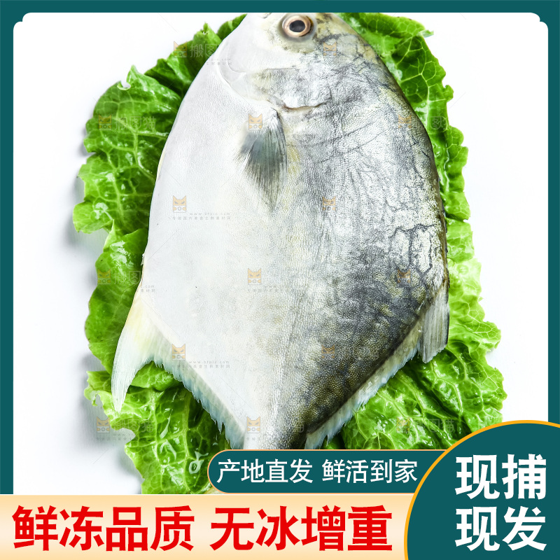 黑底上的金鲳鱼