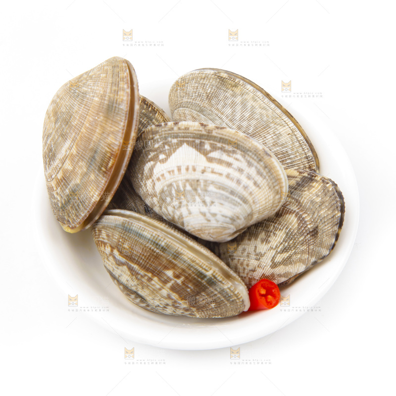 浅底上的花蛤