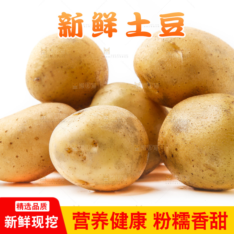 新鲜土豆放在白底上
