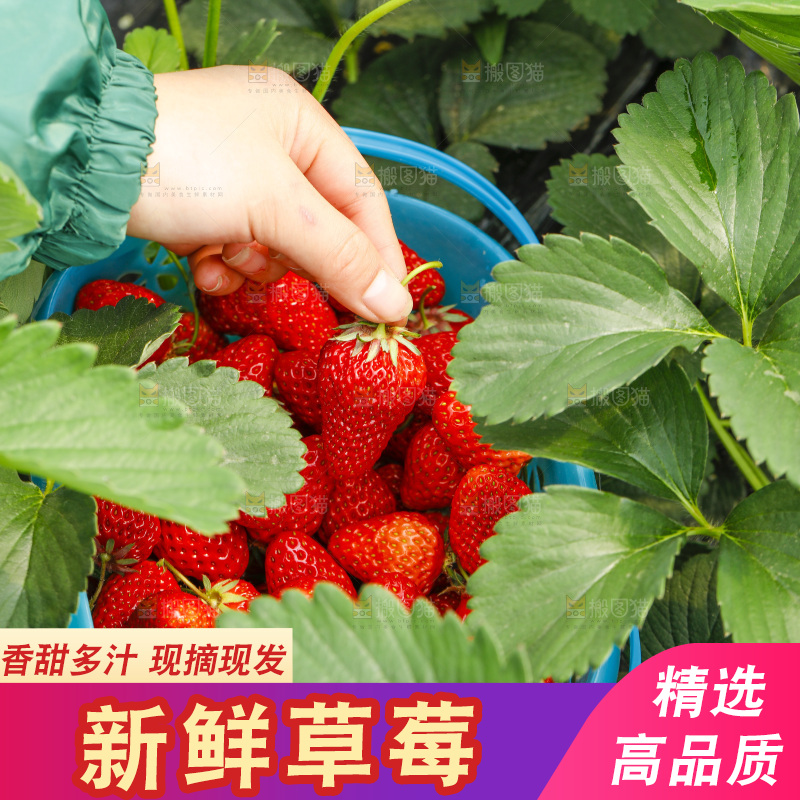 手拿新鲜草莓