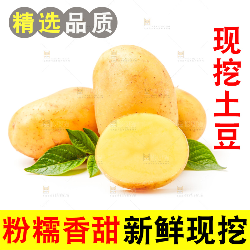 新鲜土豆放在白底上