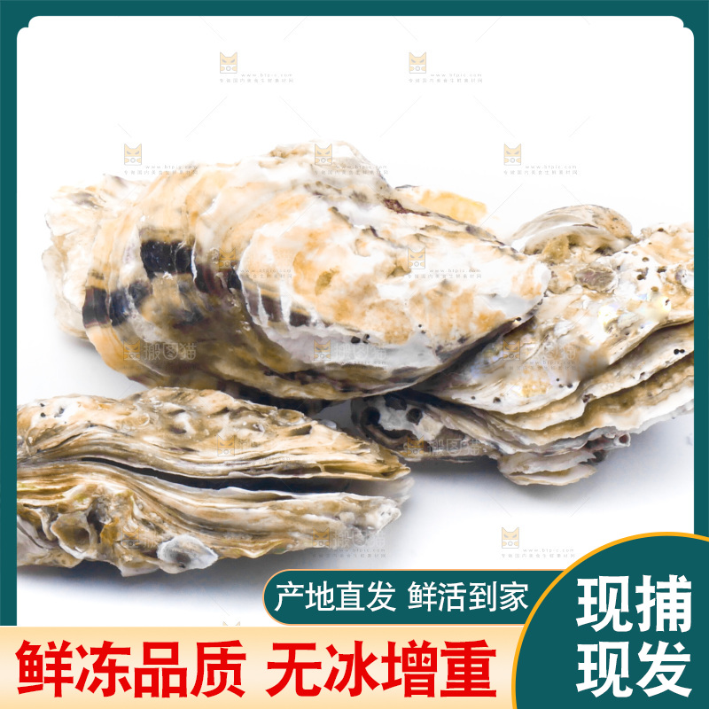 白底上放着生蚝
