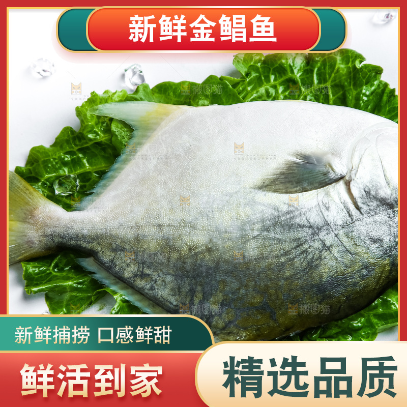 黑底上的金鲳鱼