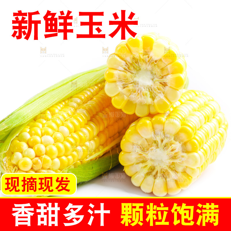 云南水果甜玉米放在白底上