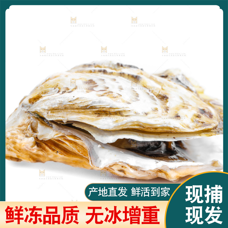 白底上的生蚝