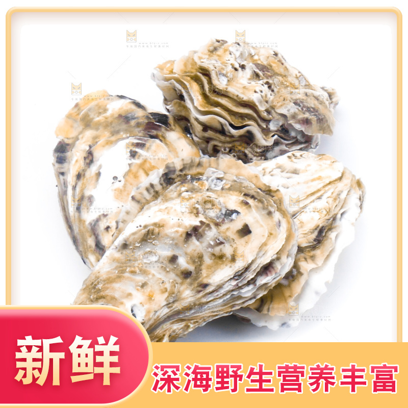 乳山生蚝放在白底上