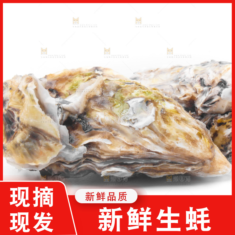 白底上放着海蛎子