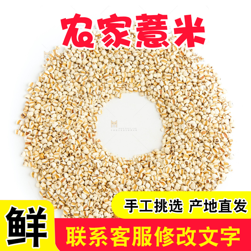 新鲜薏米放在白底上
