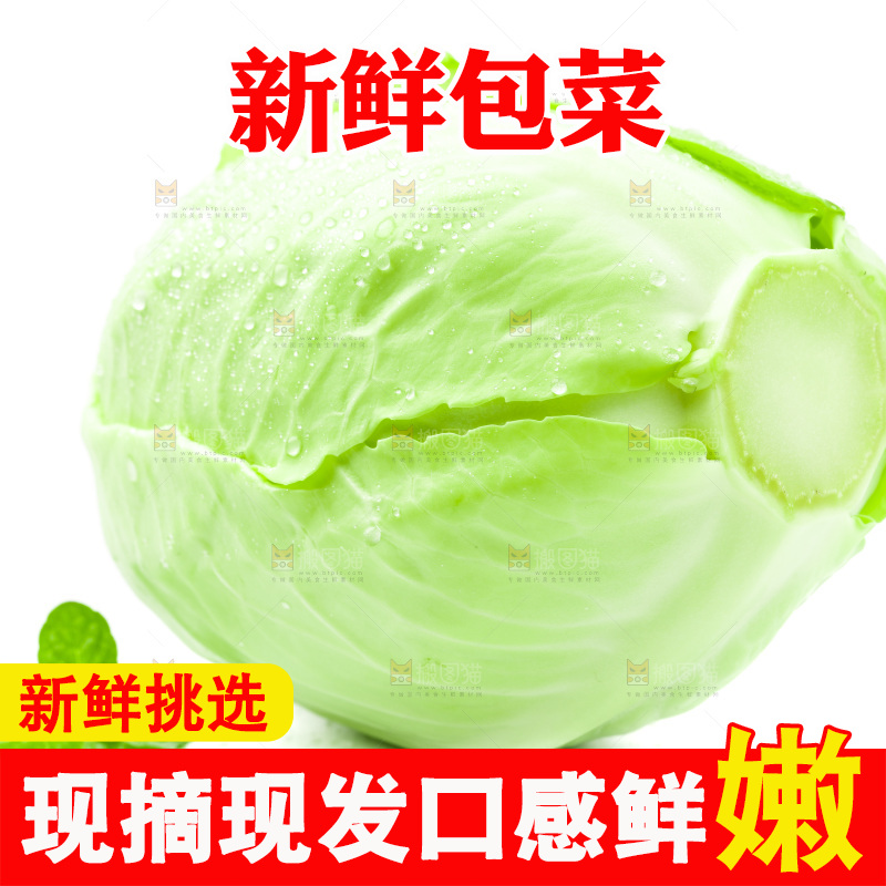新鲜包菜放在白底上