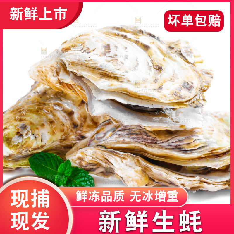 白底上的生蚝