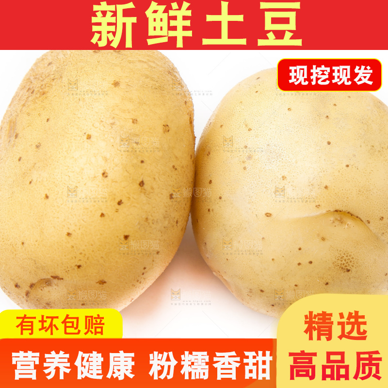 新鲜土豆放在白底上