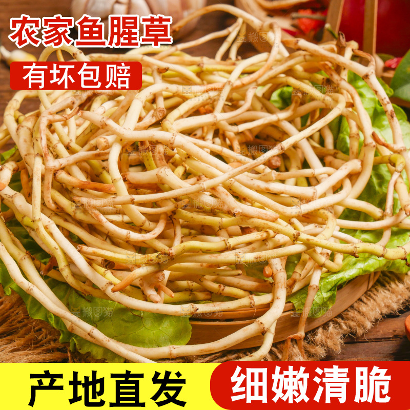 木底上的鱼腥草