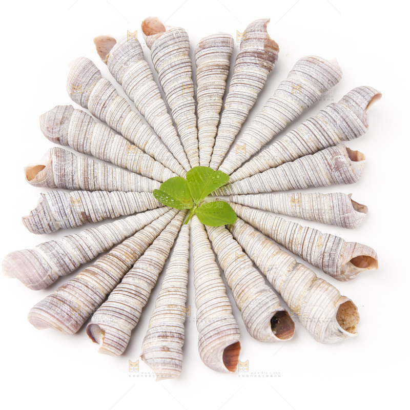白底上的钉螺