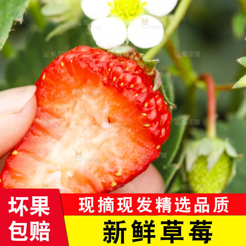 手拿草莓
