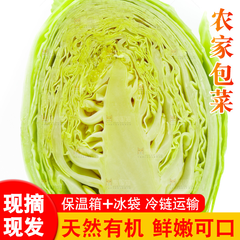 新鲜包菜放在白底上