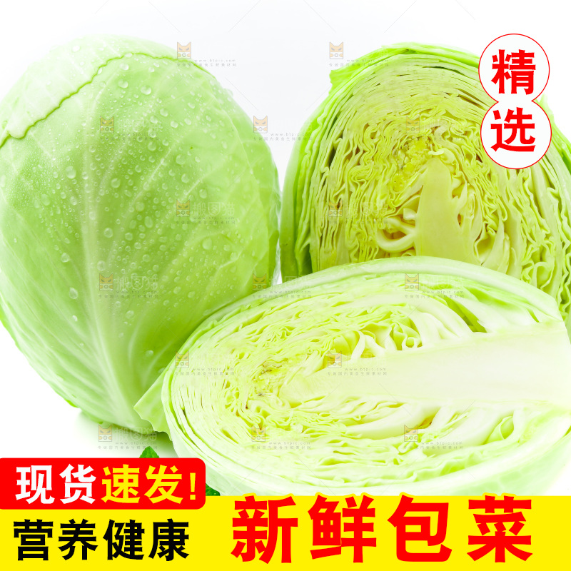 新鲜包菜放在白底上