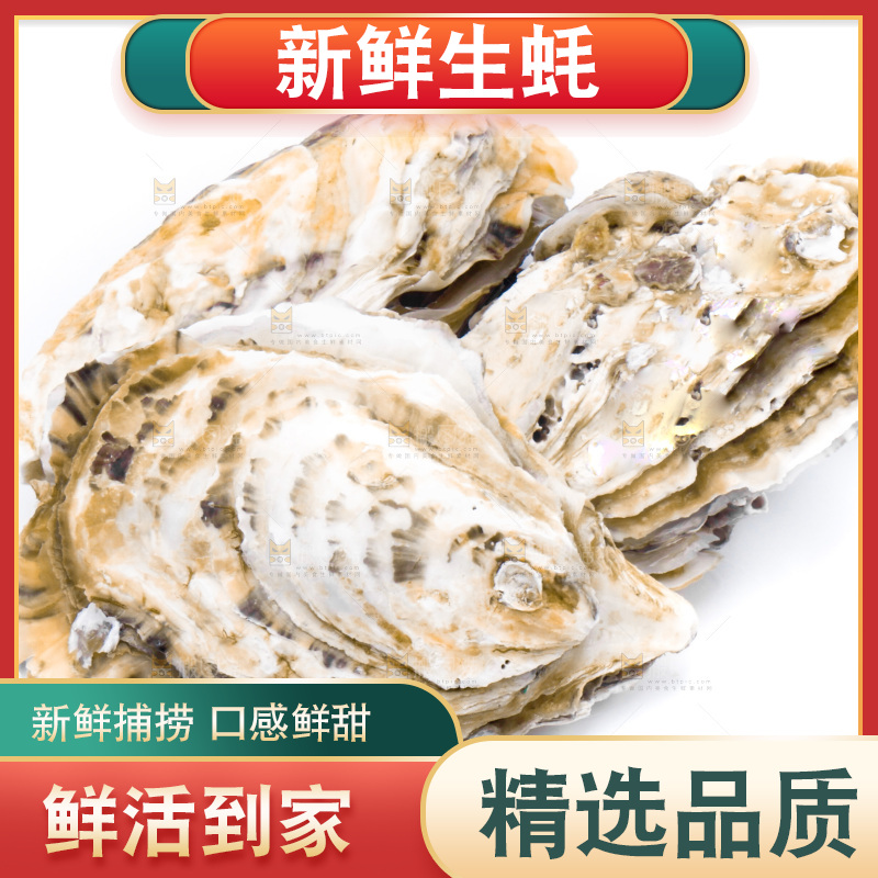 乳山生蚝放在白底上