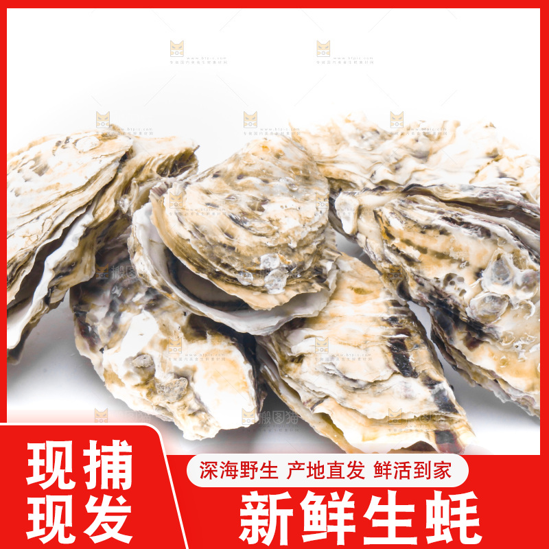 乳山生蚝放在白底上