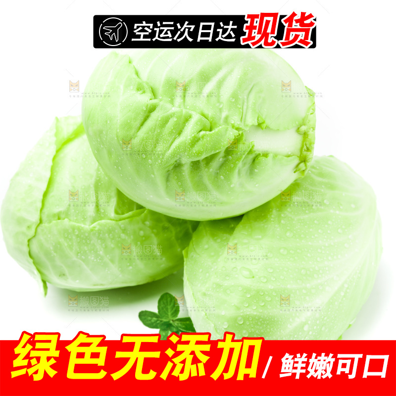 新鲜包菜放在白底上
