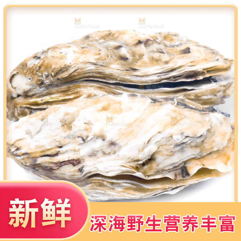 乳山生蚝放在白底上