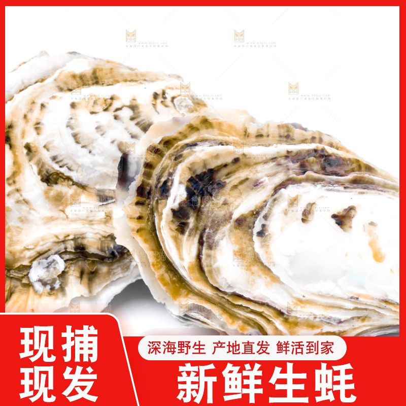 白底上的乳山生蚝