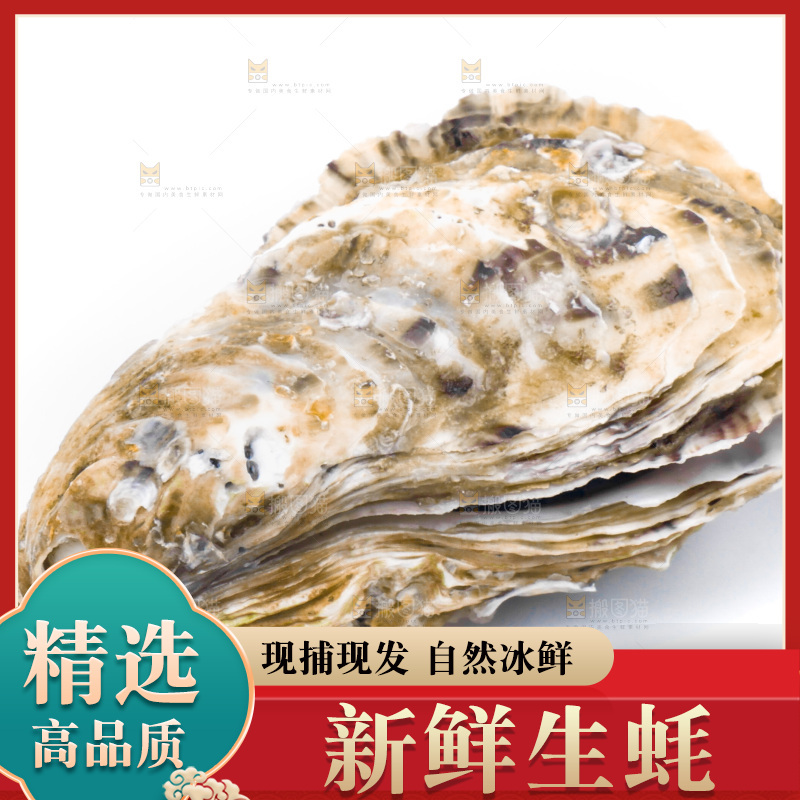 乳山生蚝放在白底上