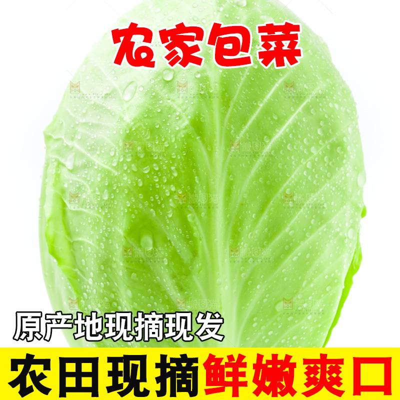 新鲜包菜放在白底上
