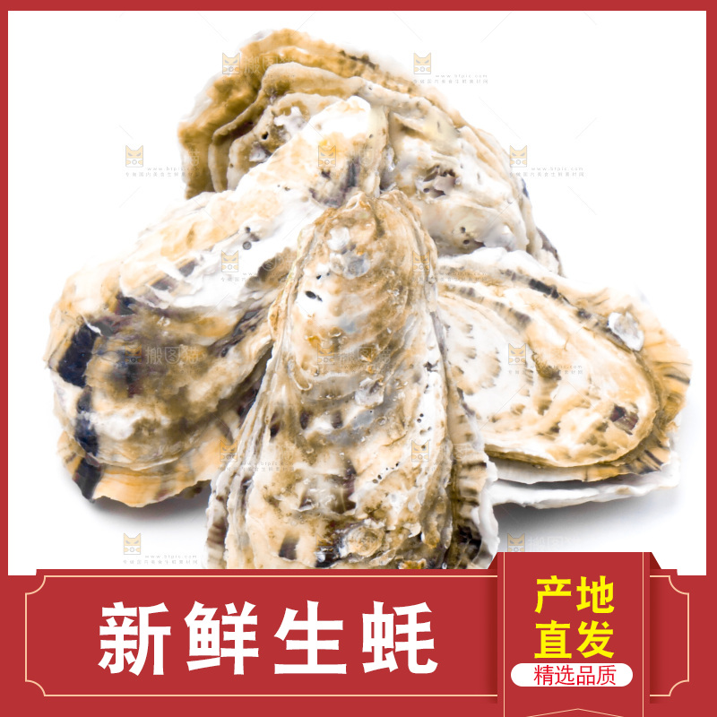 浅底上的海蛎子