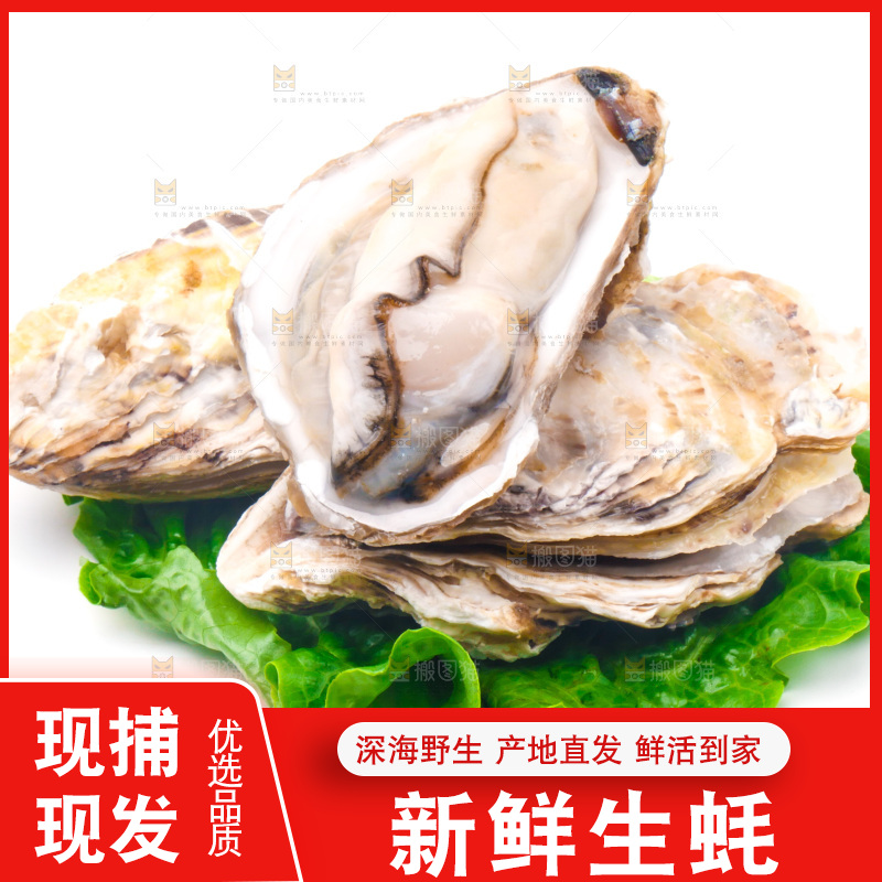白底上放着乳山生蚝