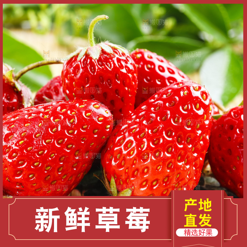 木底上放着丹东草莓