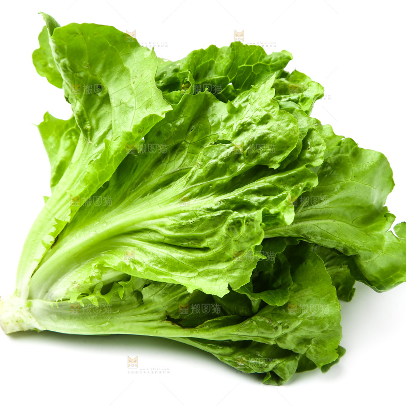 白底上的生菜