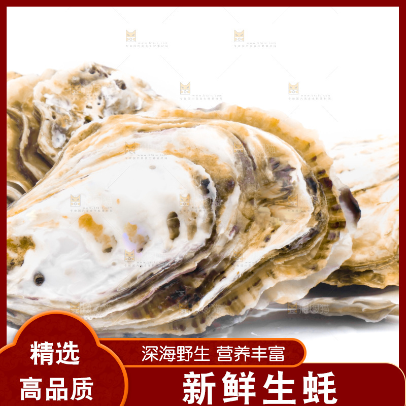 白底上的乳山生蚝