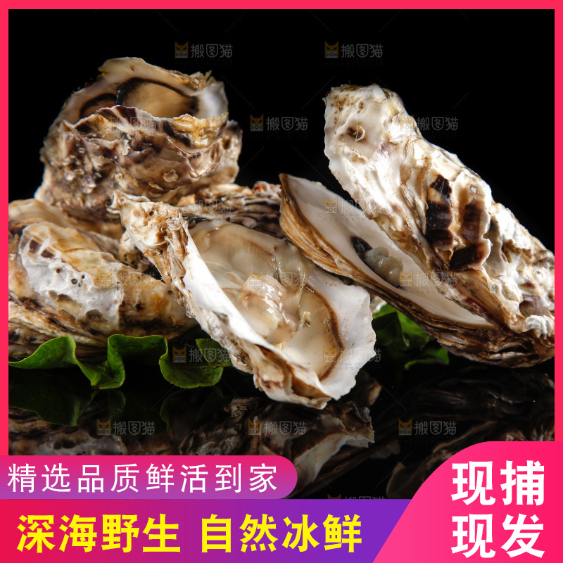 黑底上放着生蚝