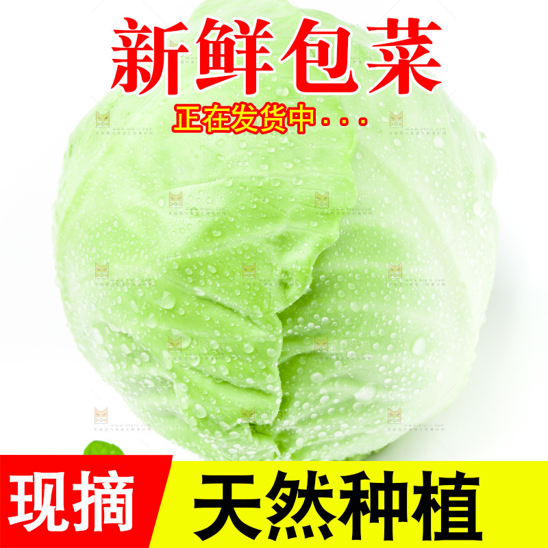 新鲜包菜放在白底上