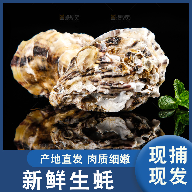 深底上放着牡蛎