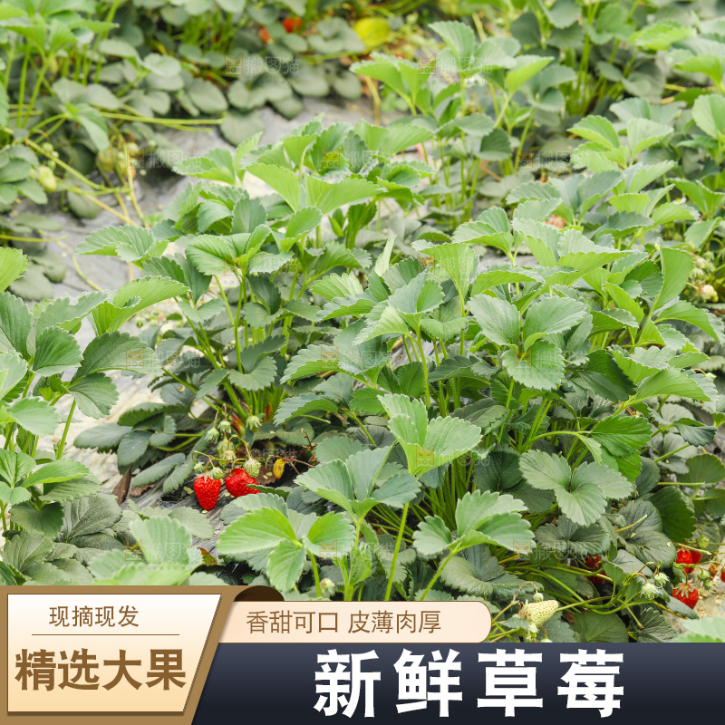 一片草莓地