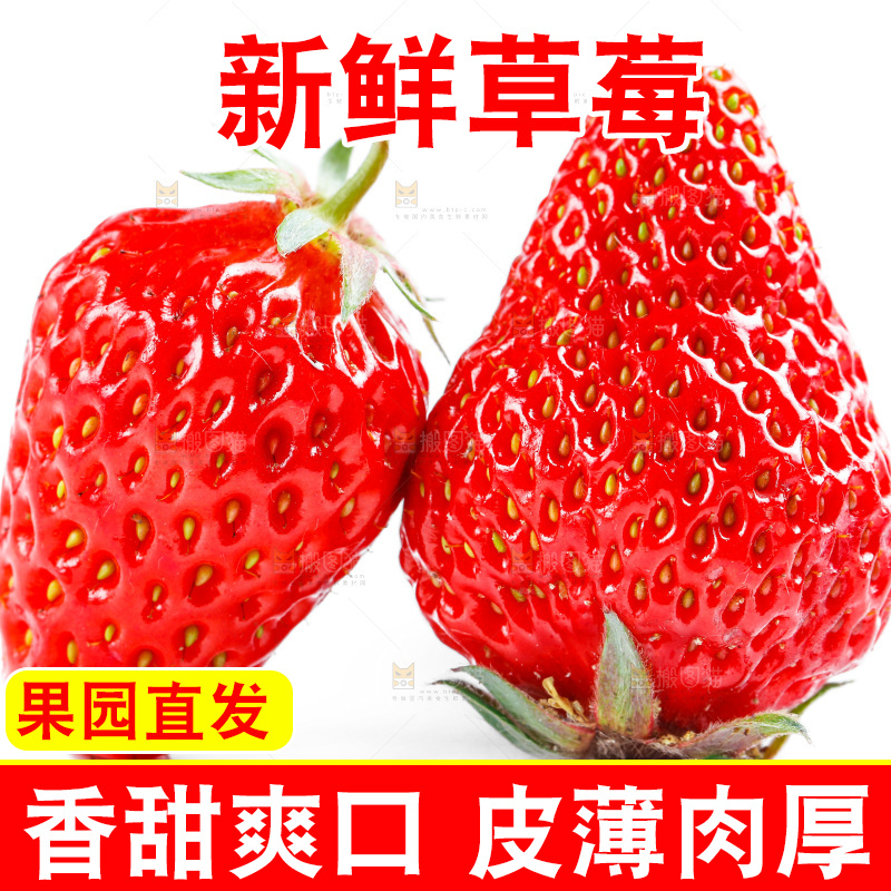 白底上的草莓