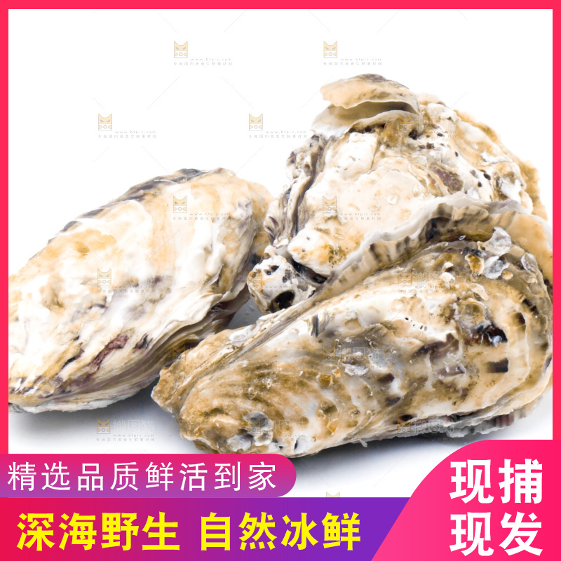 乳山生蚝放在白底上