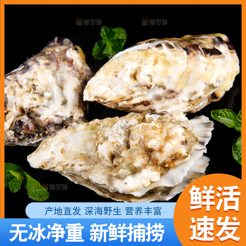 深底上放着牡蛎