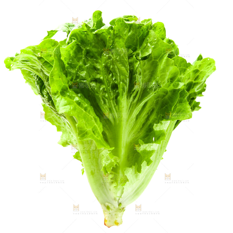 白底上的生菜
