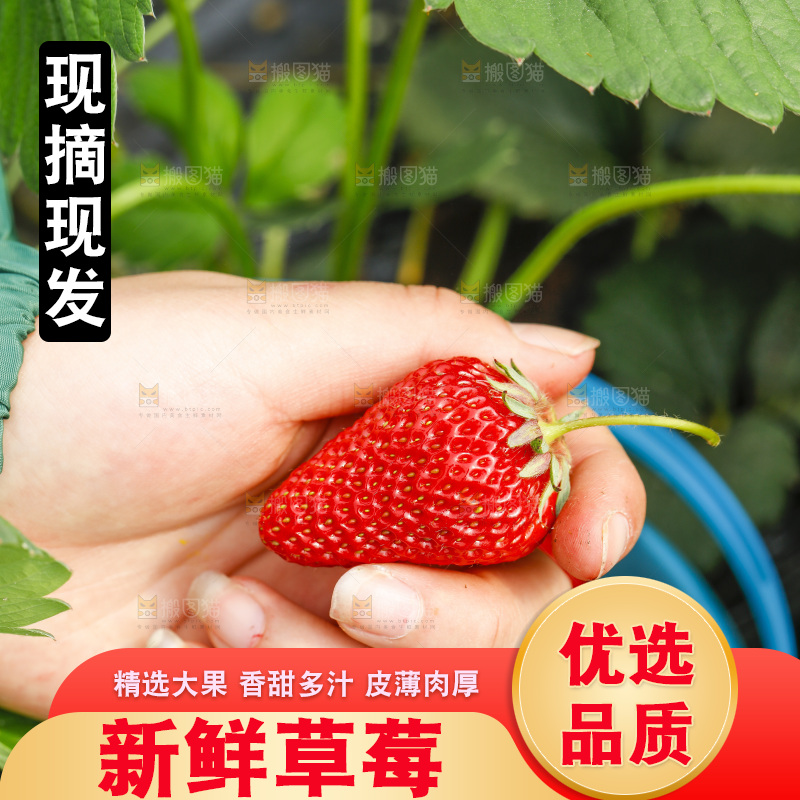 手拿新鲜草莓