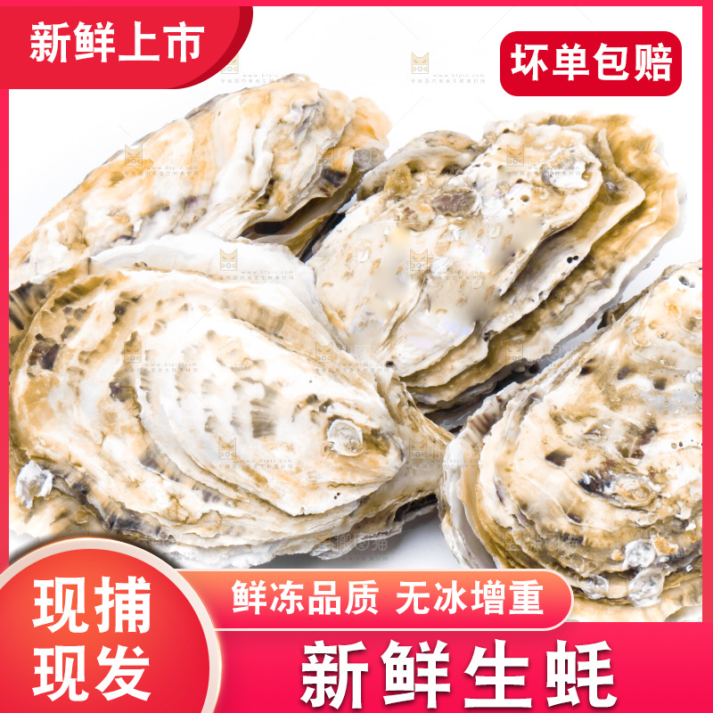 乳山生蚝放在白底上