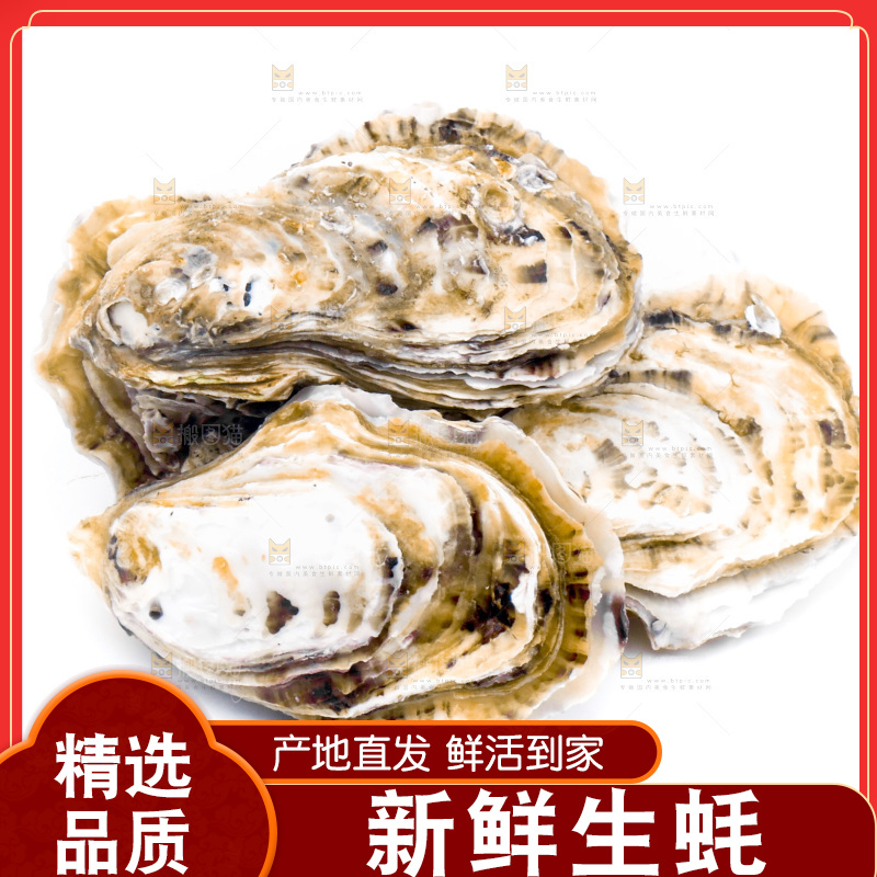 浅底上的海蛎子